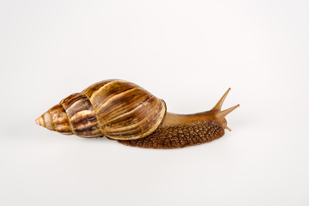 slimy brown snail isolated on white - Photo, Image