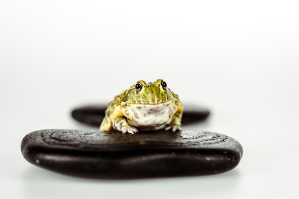 selective focus of cute green frog on black stones isolated on white - Fotó, kép