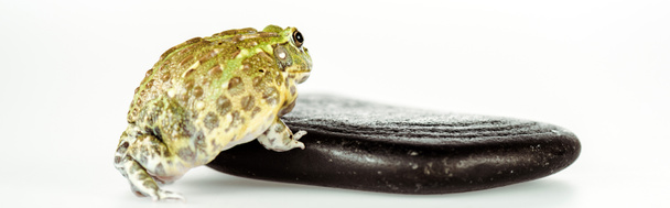 cute green frog on black stone isolated on white, panoramic shot - 写真・画像