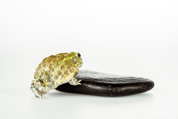 cute green frog on black stone isolated on white - 写真・画像