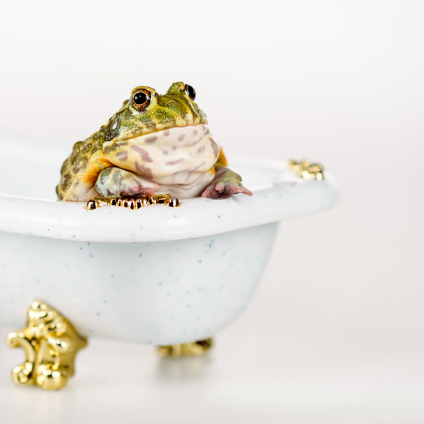 close up view of cute green frog in small luxury bathtub isolated on white - Photo, Image