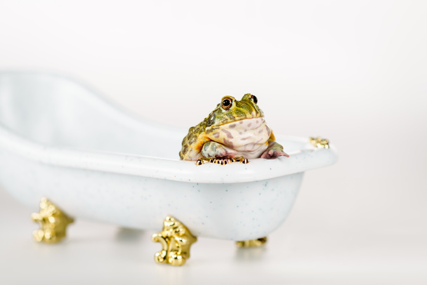 cute green frog in small luxury bathtub isolated on white - Fotoğraf, Görsel