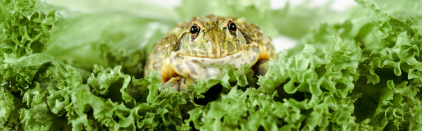 close up view of cute green frog on lettuce leaves, panoramic shot - Foto, imagen