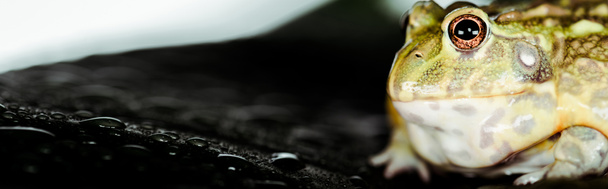 close up view of cute green frog on black wet stone, panoramic shot - Photo, Image