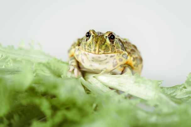 close up view of cute green frog on lettuce leaves isolated on white - Photo, Image