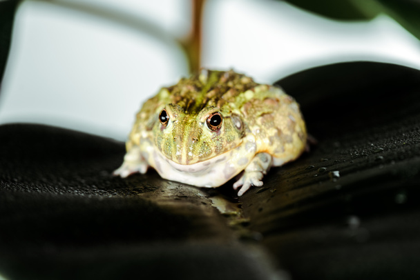 close up view of cute green frog on wet leaf - Photo, Image