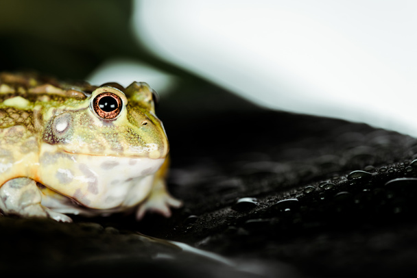close up view of cute green frog on wet leaf - Foto, Bild