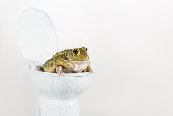 funny green frog on small toilet bowl isolated on white - Photo, Image