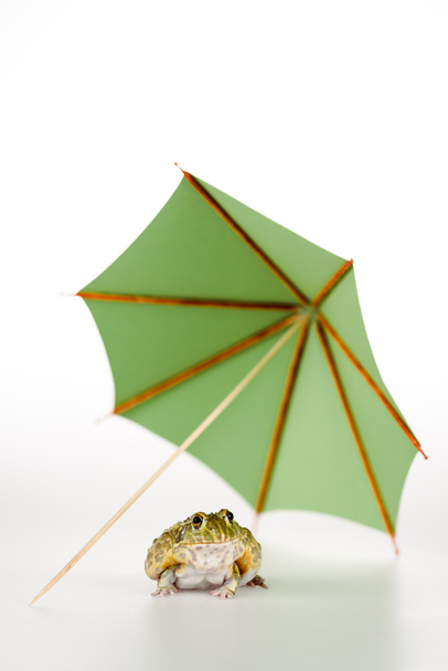 cute green frog under small paper umbrella on white background - Фото, изображение