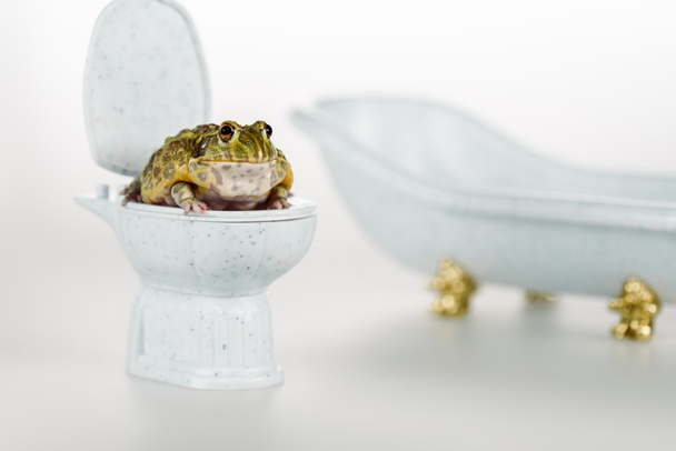 selective focus of funny green frog on small toilet bowl near luxury bathtub isolated on white - Photo, Image
