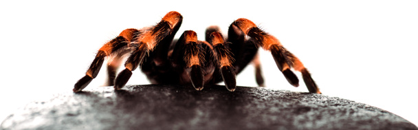 black and red hairy spider on wet stone isolated on white, panoramic shot - Photo, Image