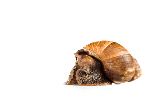 slimy brown snail isolated on white - Foto, imagen