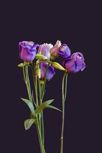 violetti showy preeria gentian kimppu makro, vintage kuvataidetta asetelma
 - Valokuva, kuva