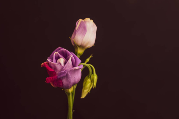 růžová červená showy prérie gentian květ makro, vintage výtvarné umění - Fotografie, Obrázek