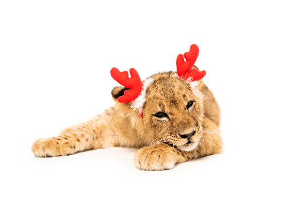 cute lion cub in red deer horns headband isolated on white - Foto, Bild