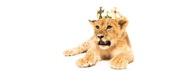 милый львенок в золотой короне изолирован на белом
 - Фото, изображение