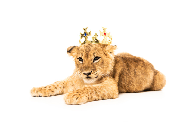 cute lion cub in golden crown isolated on white - 写真・画像