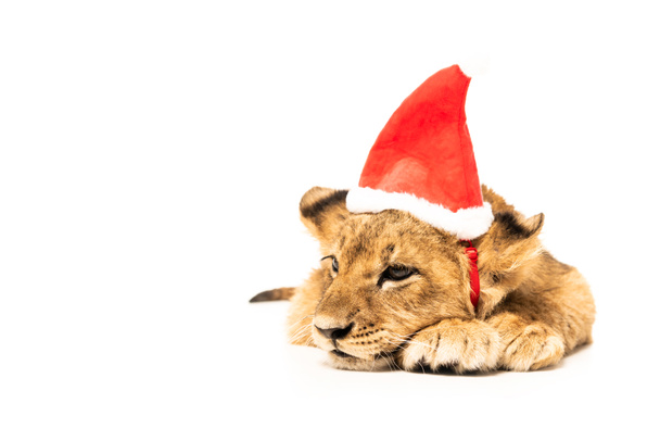 cute lion cub in santa hat isolated on white - Foto, afbeelding