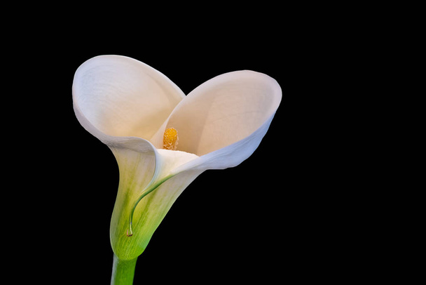 изолированный белый зеленый цветок каллы, черный фон, изобразительное искусство до сих пор жизни
 - Фото, изображение