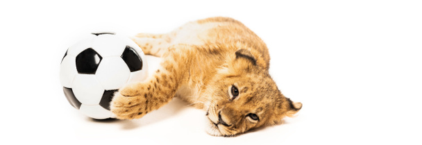 roztomilý lev mládě v blízkosti fotbalového míče izolované na bílém, panoramatický výstřel - Fotografie, Obrázek