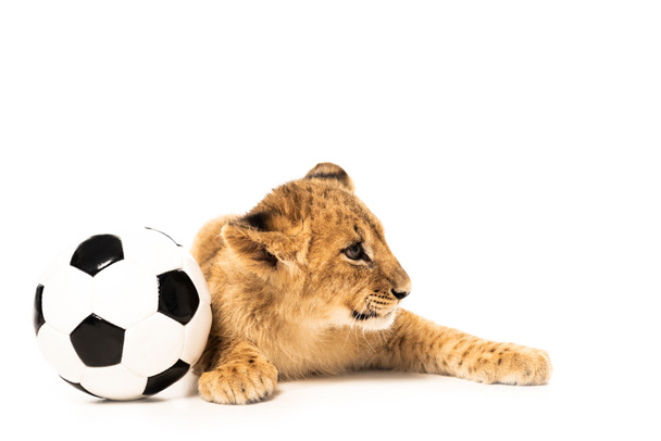 cute lion cub near soccer ball isolated on white - Photo, Image