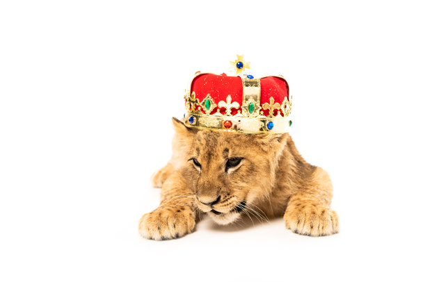 roztomilé lví mládě ve zlaté a červené koruně izolované na bílém - Fotografie, Obrázek