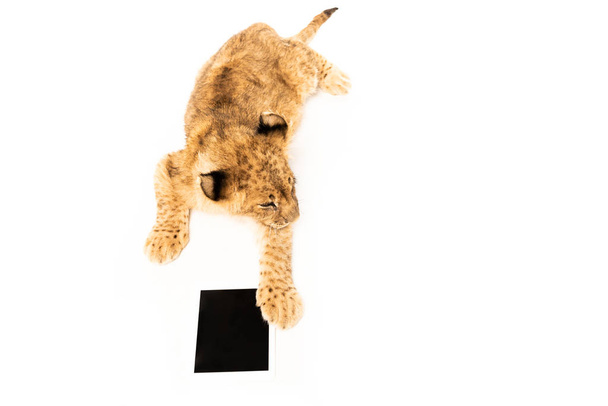 cute lion cub near blank black card isolated on white - Фото, изображение