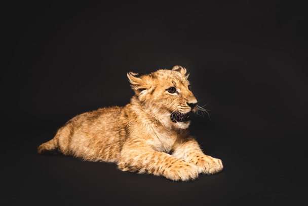 cute lion cub lying isolated on black - Foto, Imagem