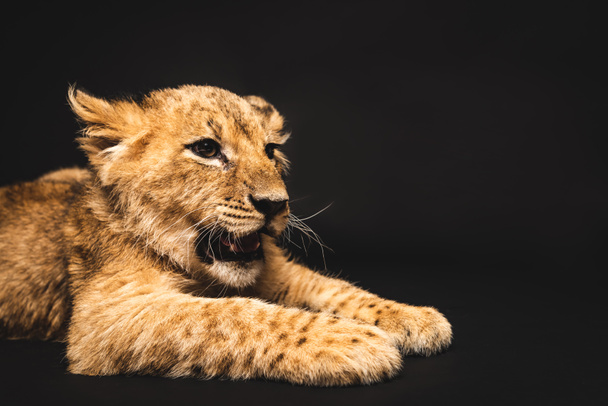 白い嘘をつく可愛いライオンの赤ちゃん ロイヤリティフリー写真 画像素材