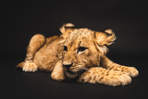 cute lion cub lying isolated on black - Foto, immagini
