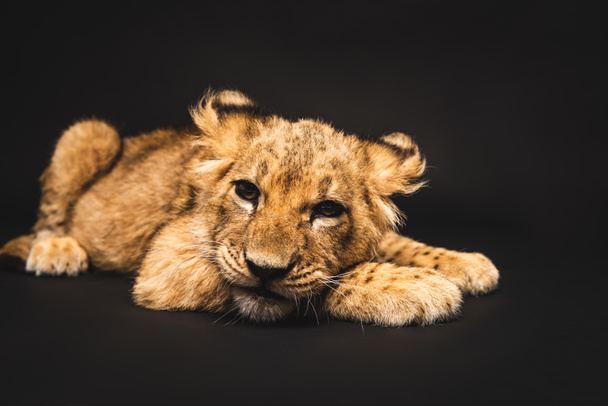 cute lion cub lying isolated on black - Foto, imagen