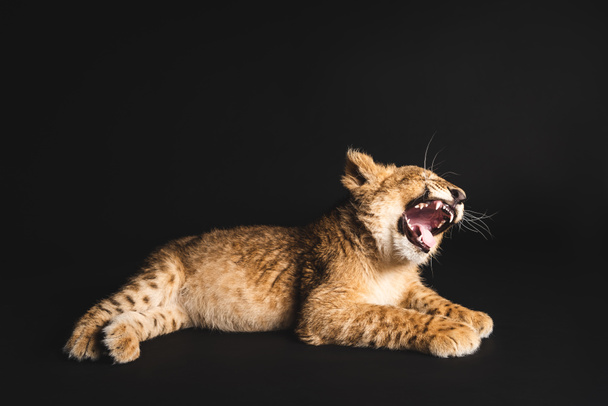 cute lion cub lying isolated on black - Foto, Imagem