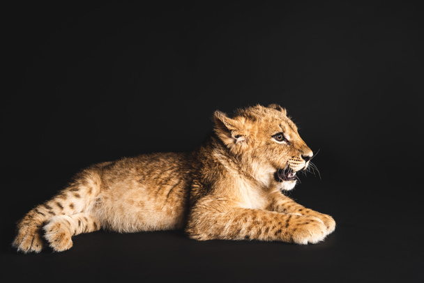 cute lion cub lying isolated on black - 写真・画像