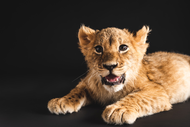 adorable lion cub lying isolated on black - 写真・画像