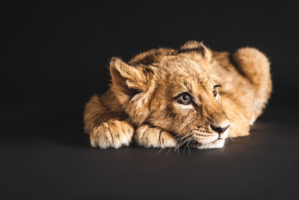 adorable lion cub lying isolated on black - Photo, Image