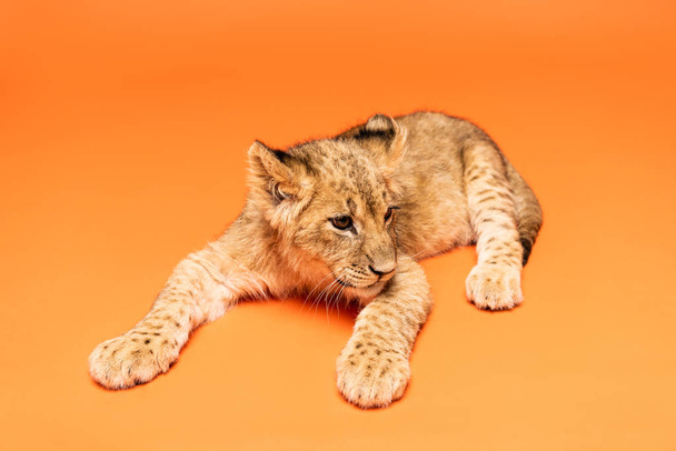 cute lion cub lying on orange background - Zdjęcie, obraz