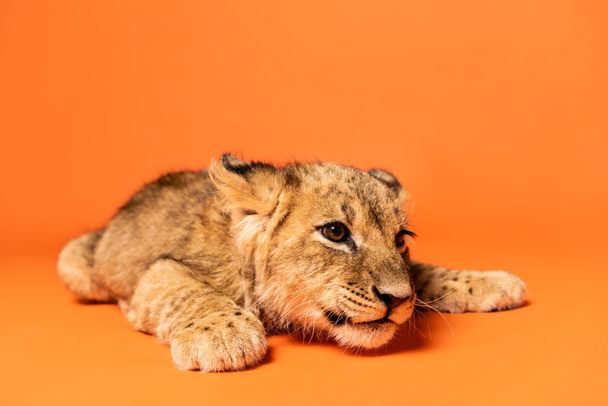 cute lion cub lying on orange background - Foto, Imagem