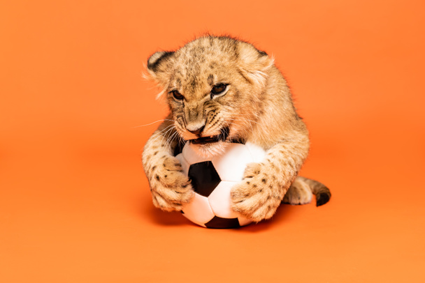 cute lion cub lying nibbling soccer ball on orange background - Photo, image
