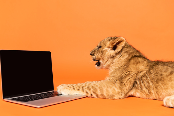 オレンジ色の背景に空白の画面を持つノートパソコンの近くに横たわるかわいいライオンの赤ちゃんの側面図 - 写真・画像