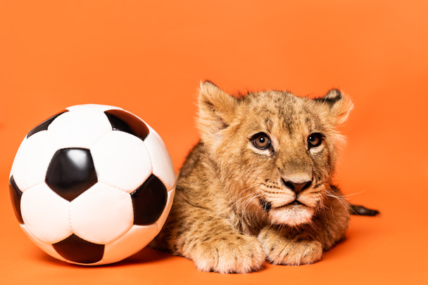 オレンジ色の背景にサッカーボールの近くに横たわる可愛いライオンの赤ちゃん - 写真・画像