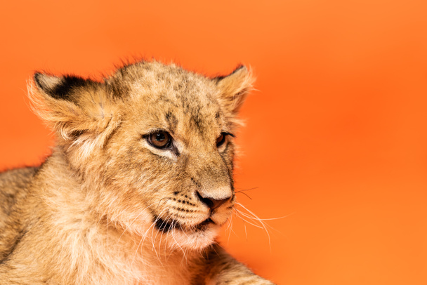 close up view of cute lion cub lying on orange background - Foto, Imagem
