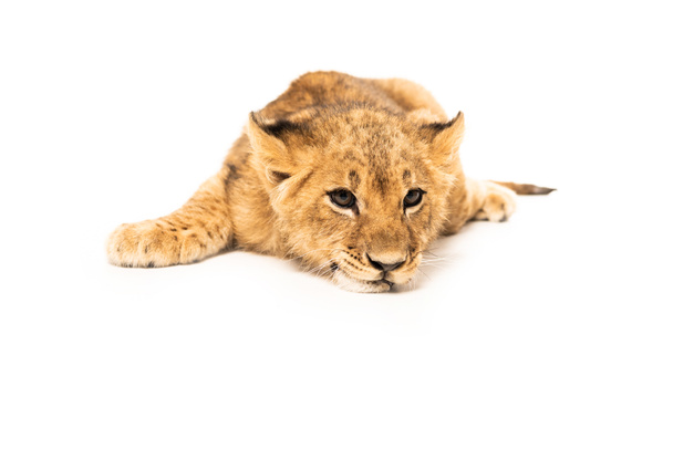 adorable lion cub lying isolated on white - Foto, imagen