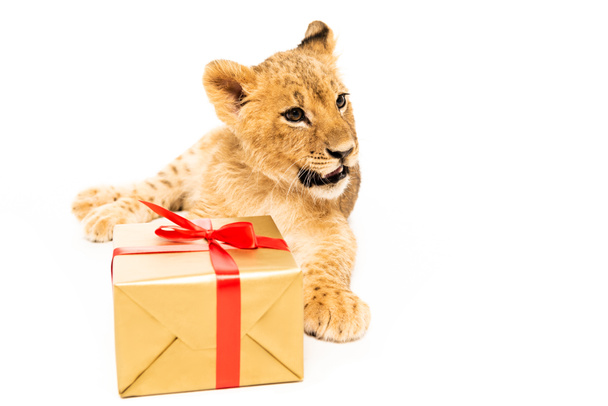 cute lion cub near golden gift with red ribbons isolated on white - Фото, изображение