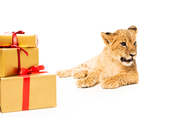 cute lion cub near golden gifts with red ribbons isolated on white - Фото, зображення