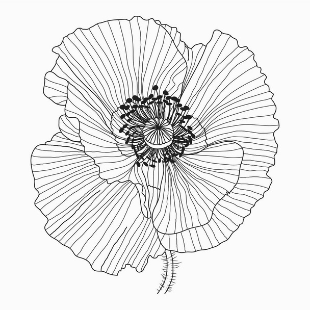 California poppy flowers drawn and sketch with line-art on white - Vector, imagen