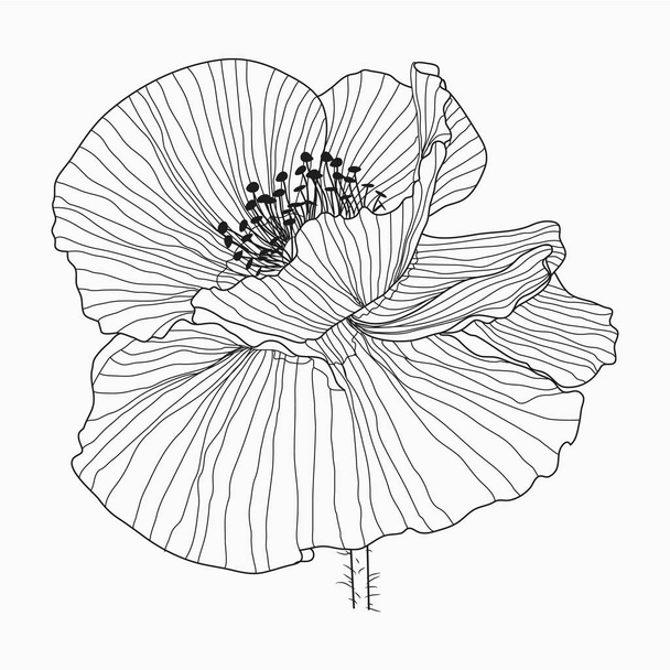 California poppy flowers drawn and sketch with line-art on white - Vecteur, image