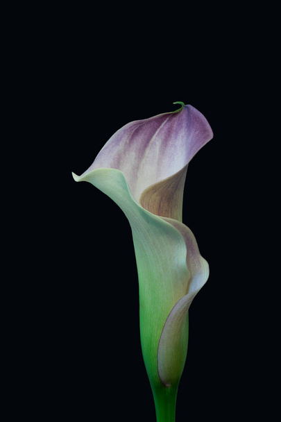  violet green calla blossom,black background,fine art still life macro - Foto, imagen
