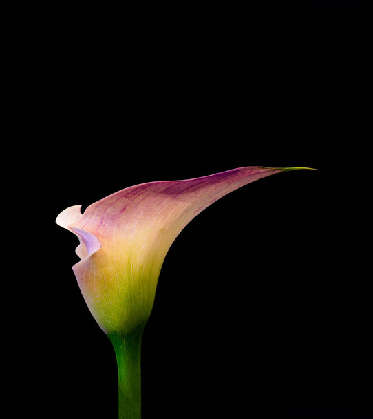 σουρεαλιστικό ιώδες πράσινο λαμπερό άνθος calla, μαύρο φόντο - Φωτογραφία, εικόνα