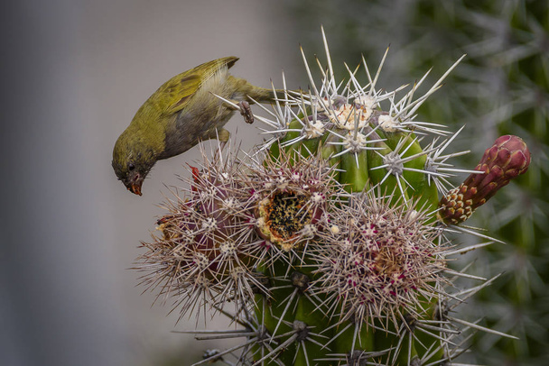 A black-faced grassquit (Tiaris bicolor) is eating the fruit of a cactus on Curacao while holding on to the sharp spikes - Photo, Image