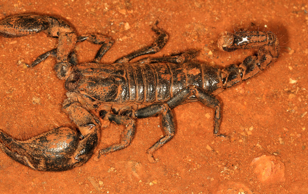 Escorpión del bosque pintoresco, Heterometrus indus, Ganeshgudi, Karnataka, India
 - Foto, imagen